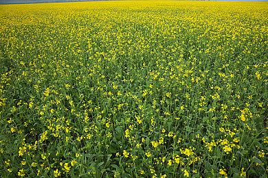 复古垂直卷轴射击游戏《Lilac 0》Steam页面 发售日待定